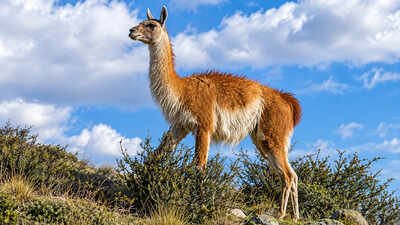 15 guanacos were taken to a remote falklands island in the 1930s their descendants kept their genetic diversity through two severe population crashes
