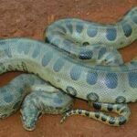 a 100 kg green anaconda can almost vanish in the amazon scientists found giant snakes hiding under logs leaf matter vegetation and riverbanks