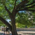 a 1920 era american elm survived a 4000 pound bomb in oklahoma city it was nearly cut down to recover evidence before becoming the survivor tree