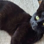 a cat vanished after her familys car crashed in 2020 six years later one tiny microchip brought her home