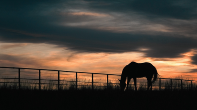 after 65 years of family ranching florida approved a 129 million easement to permanently protect 5610 acres of hendrie ranch while cattle representative image from canva