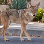 after months of coyote complaints toddler bitten in la neighbourhood dna links attack to euthanised animal