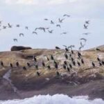 an australian wildlife conservancy bought 200 hectares on king island to protect threatened species one native bird it hopes to save has fewer than 100 individuals remaining