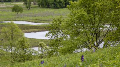 an iowa couple bought 40 acres choked with invasive plants after discovering rare ecosystems beneath the overgrowth they restored the land into wetlands attracting sandhill cranes