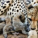 cheetah of kuno national park