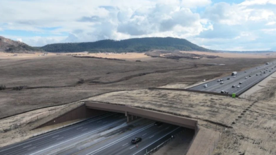 colorado built a wildlife overpass across a busy highway a new report says animal vehicle collisions fell by 91 as elk image credit colorado department of transportation