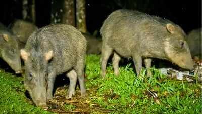 costa rica releases 13 white lipped peccaries after an 18 year absence the animals disperse seeds from 57 plant types