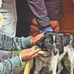 dog stranded
