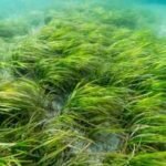 eelgrass meadows