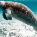 florida manatee habitat ruling sent back to court after us wildlife agency changed the definition of harm under endangered species law