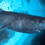 greenland fishers propose 45 bounty per heart to cull 1000 sharks that can live 400 years then the plan was halted after the government questioned its legality