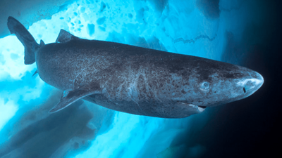 greenland fishers propose 45 bounty per heart to cull 1000 sharks that can live 400 years then the plan was halted after the government questioned its legality