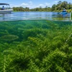 hydrilla invasion ecosystem underwater
