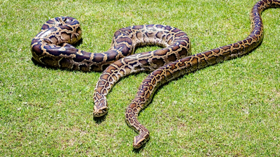 in 2018 scientists gps tagged 13 burmese pythons but found that the devices recorded locations only 181 of the time