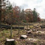 in total 133 trees on deals property had been felled representational photo