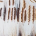 italian farmer planted mysterious seeds found in attic discovered ancient biblical wheat with seven ears on one stalk that could help crops survive drought and climate change
