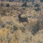 nevadas wildlife agency has seen a 38 staffing decline while more than 4300 species globally remain undocumented for over a decade