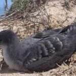 rats were eradicated from seychelles darros island in 2003 by 2016 its wedge tailed shearwater colony had grown nearly 10 fold to 2768 pairs