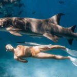 shark tourism boosts conservation efforts study finds