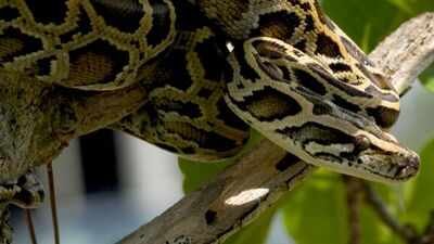 us scientists are testing drones to find hidden burmese pythons across the everglades airborne radio tracking could make surveys faster and safer