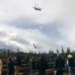 washington flew 6000 logs by helicopter into 24 miles of remote streams to rebuild salmon spawning grounds and help creeks hold water